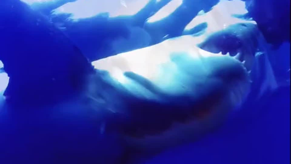 Frame from Sam’s Swimming edit